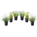 Lavender Collection, 6-pack