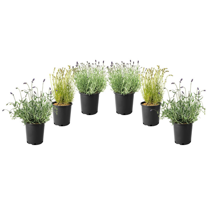 Lavender Collection, 6-pack