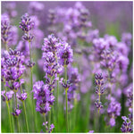 Lavender Collection, 6-pack