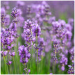 Lavender Collection, 6-pack