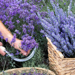 Lavender Collection, 6-pack