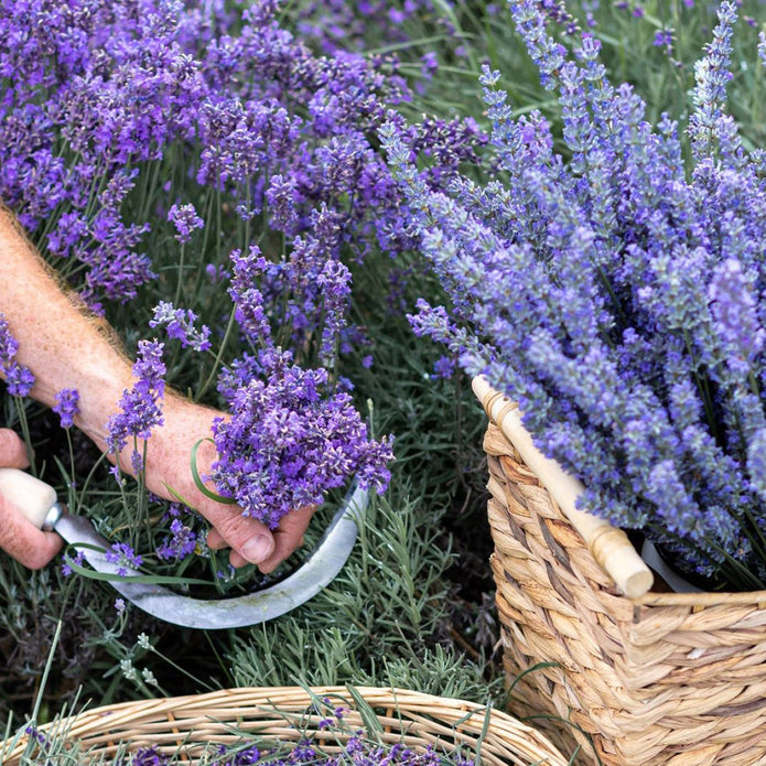 Lavender Collection, 6-pack