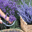 Lavender Collection, 6-pack