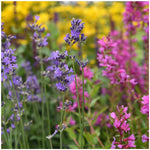 Lavender Collection, 6-pack