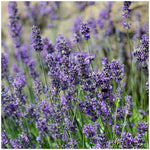 Lavender Collection, 6-pack