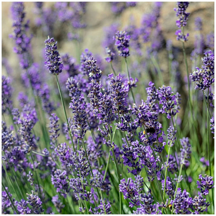 Lavender Collection, 6-pack