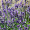 Lavender Collection, 6-pack