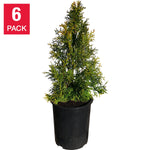 Cedar Hedging 6-pack