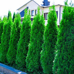 Cedar Hedging 6-pack