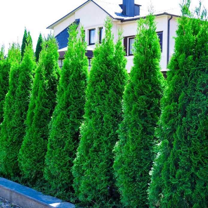 Cedar Hedging 6-pack
