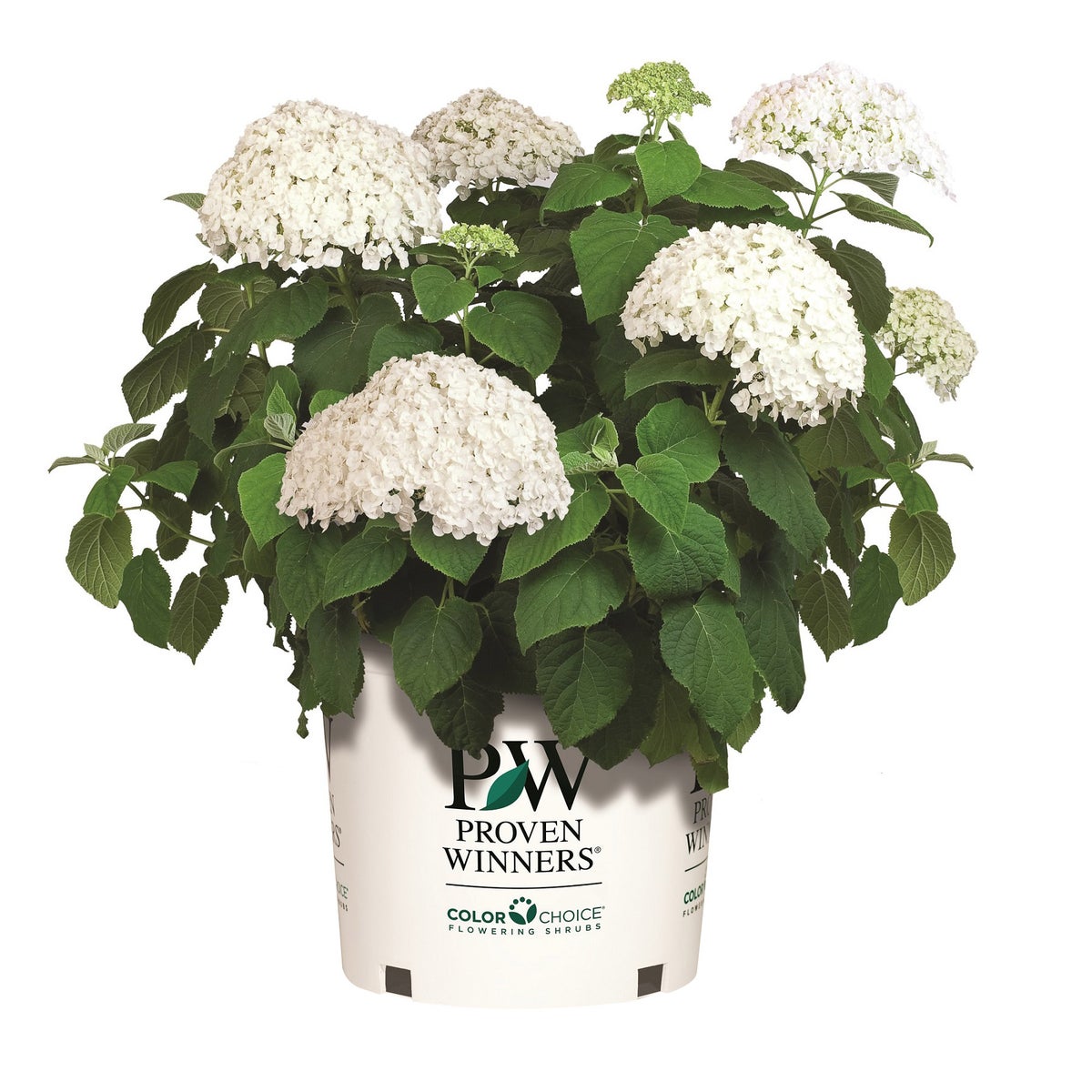 PW Hydrangea Incrediball