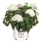 PW Hydrangea Incrediball