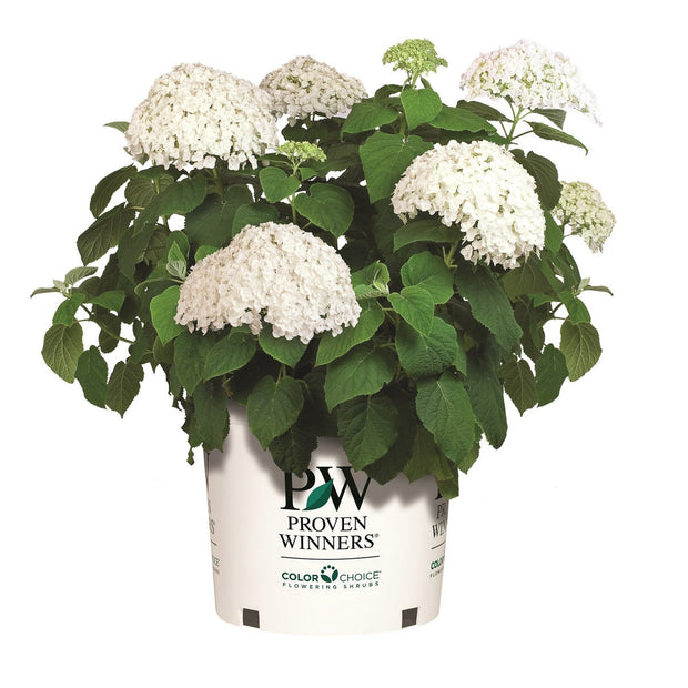 PW Hydrangea Incrediball