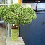 PW Hydrangea Incrediball