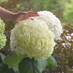 PW Hydrangea Incrediball