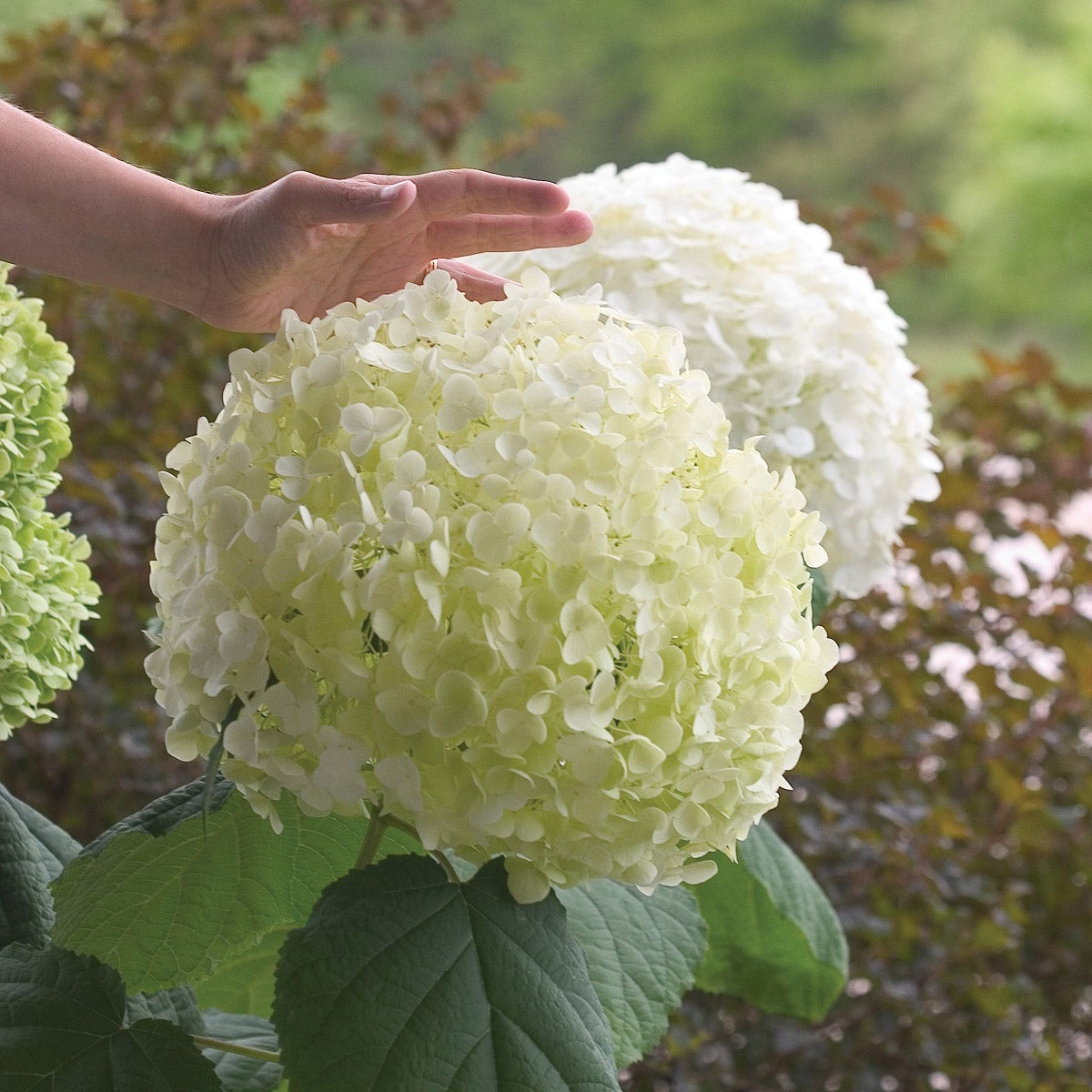 PW Hydrangea Incrediball