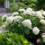 PW Hydrangea Incrediball