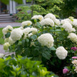 PW Hydrangea Incrediball