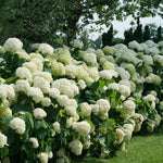 PW Hydrangea Incrediball