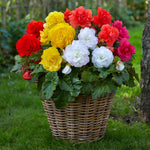 Assorted Double Begonia Collection