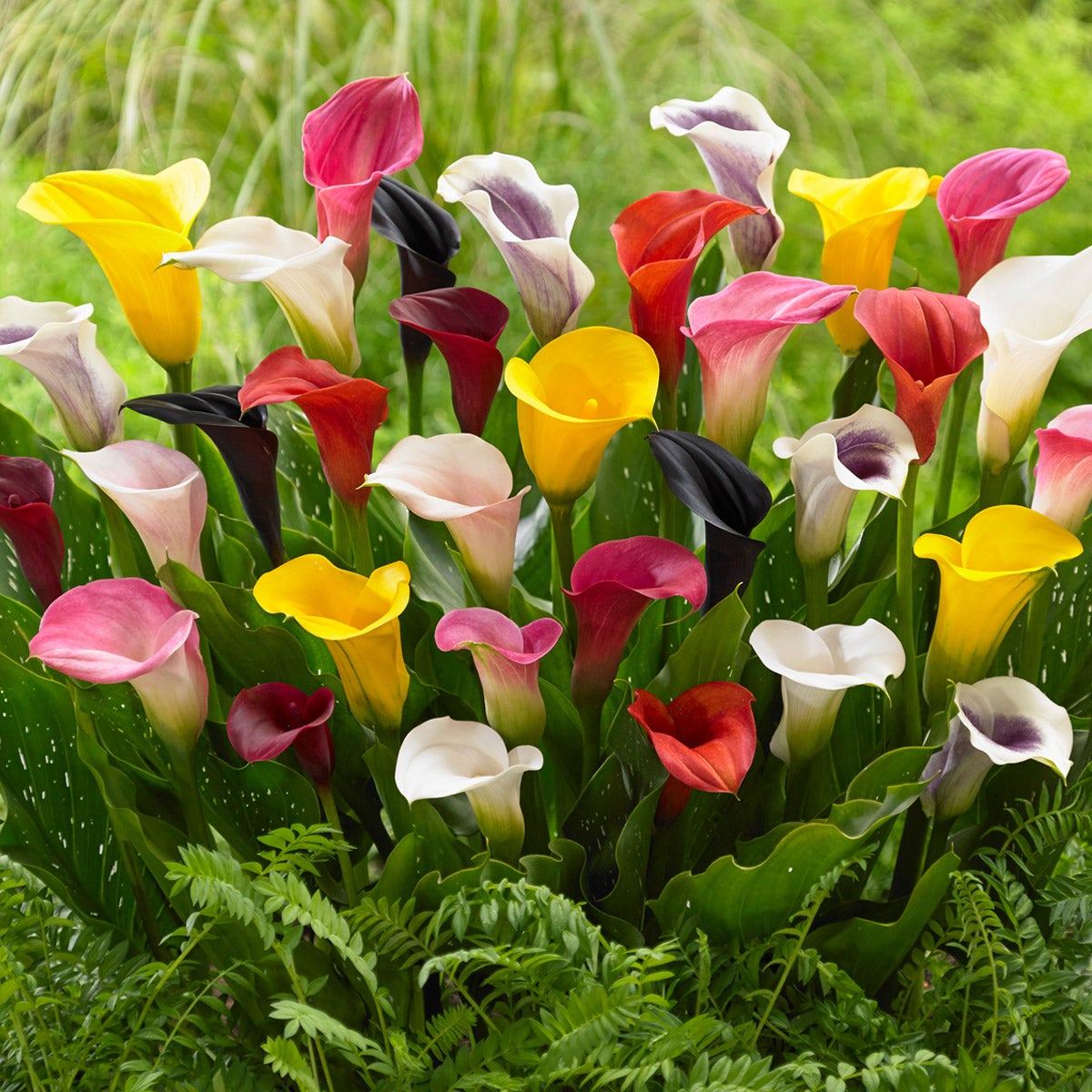 Assorted Calla Lily Collection