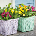 Assorted Calla Lily Collection