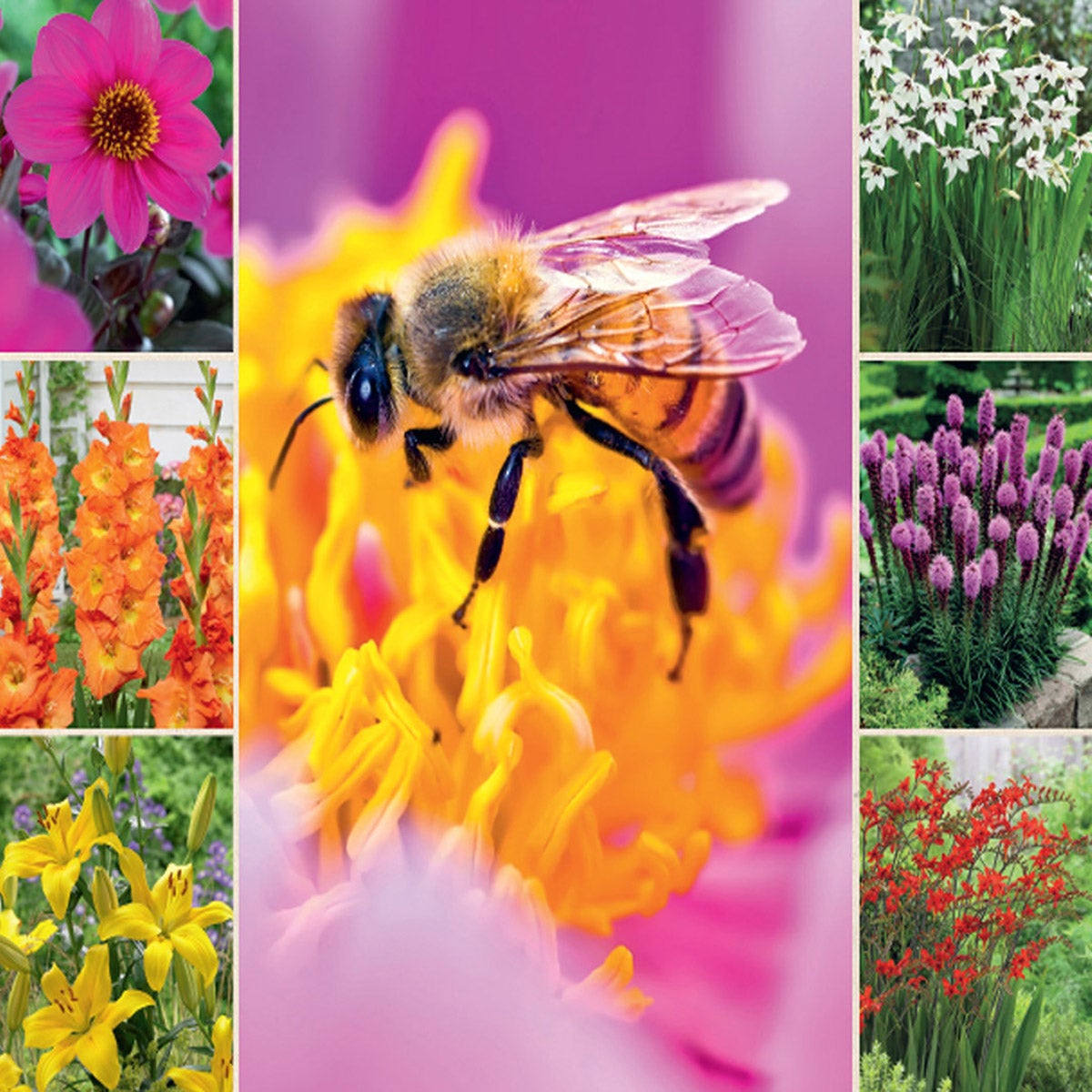 Bee & Butterfly Collection