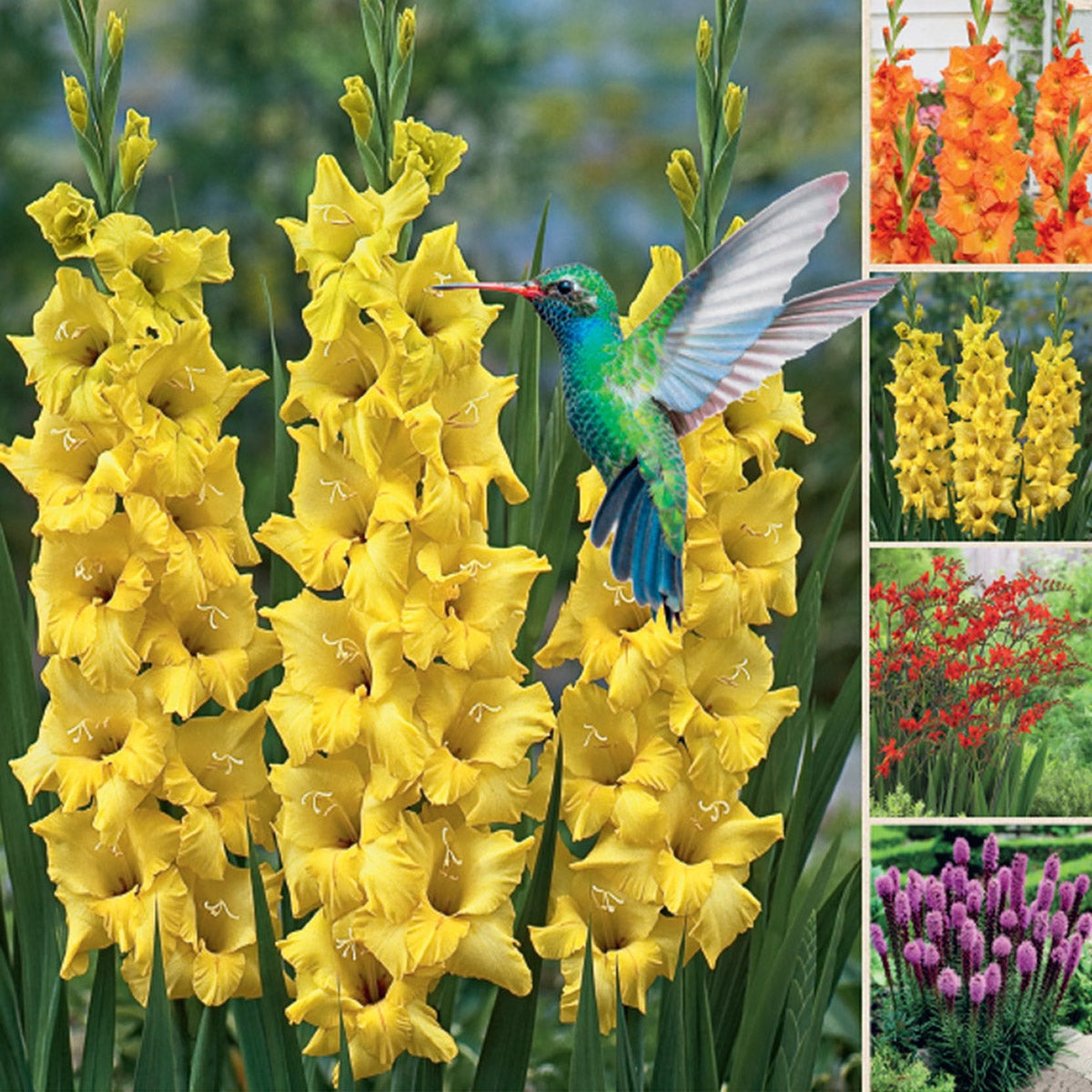 Hummingbird Garden Collection