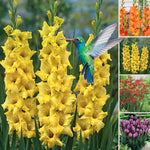Hummingbird Garden Collection