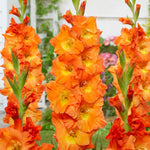 Hummingbird Garden Collection