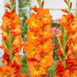Hummingbird Garden Collection