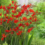 Hummingbird Garden Collection