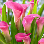Summer Border Collection