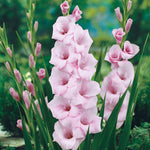 Summer Border Collection