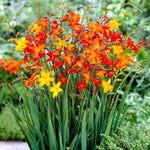 Summer Border Collection