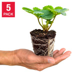 Deluxe Strawberry Plants, 5-plugs