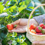 Deluxe Strawberry Plants, 5-plugs
