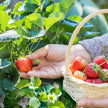 Deluxe Strawberry Plants, 5-plugs