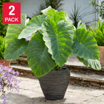 Elephant Ear “Colocasia”