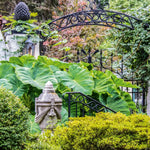 Elephant Ear “Colocasia”
