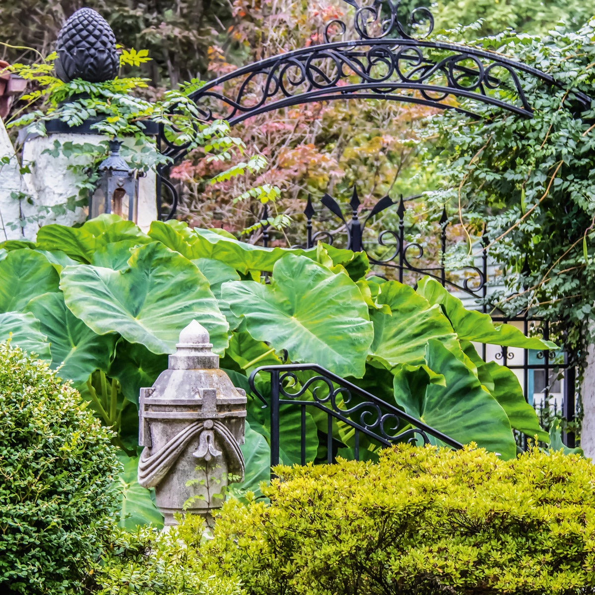 Elephant Ear “Colocasia”