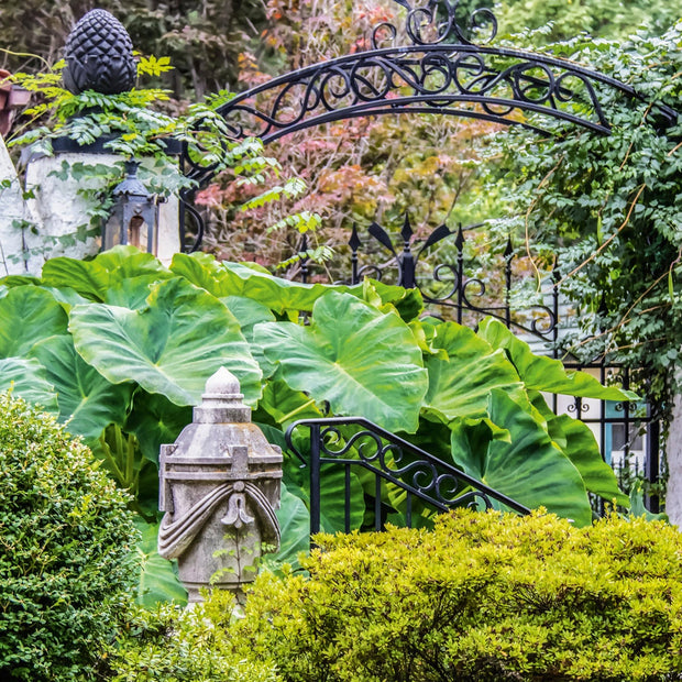 Elephant Ear “Colocasia”