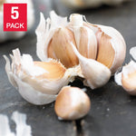 Over-Wintered Garlic – 5 plugs