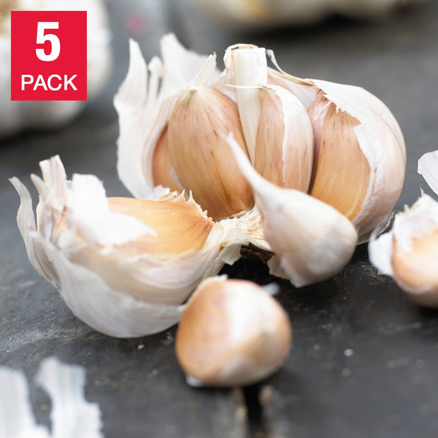 Over-Wintered Garlic – 5 plugs