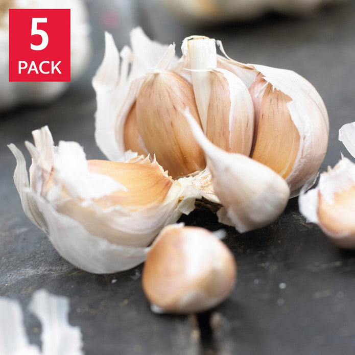Over-Wintered Garlic – 5 plugs