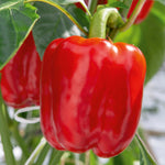 Crunch Pack Seed Plug Pack – 4 Kits