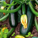 Crunch Pack Seed Plug Pack – 4 Kits