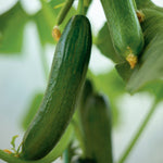 Crunch Pack Seed Plug Pack – 4 Kits