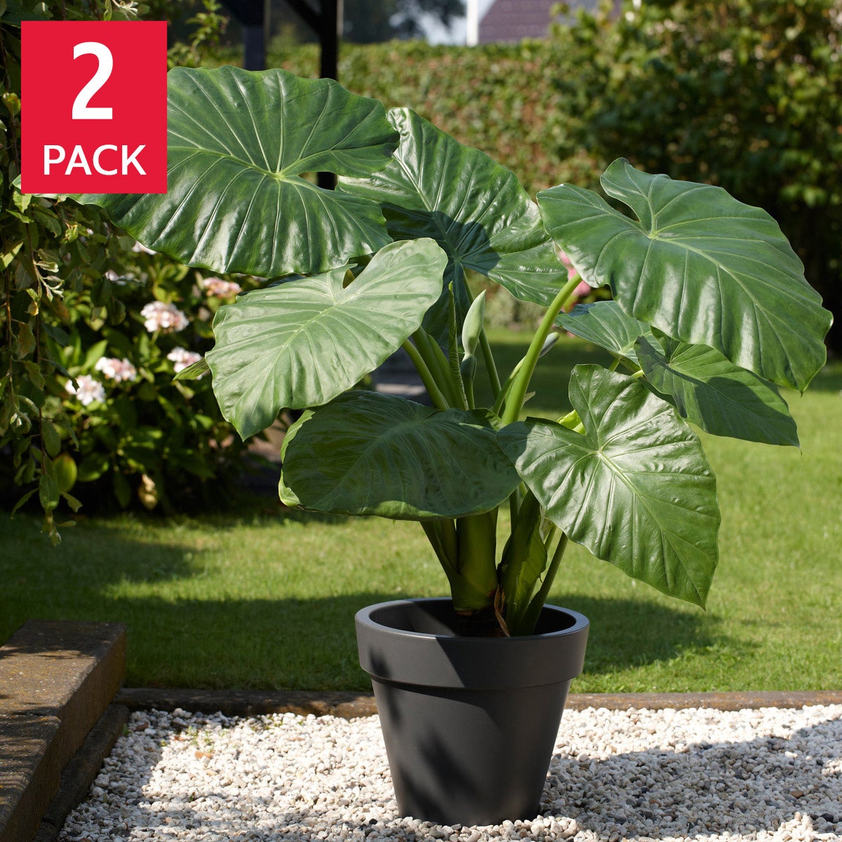 Elephant Ear “Colocasia” Odora