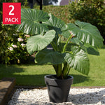 Elephant Ear “Colocasia” Odora